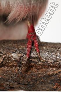 Cuban Trogon-Priotelus temnurus 0043